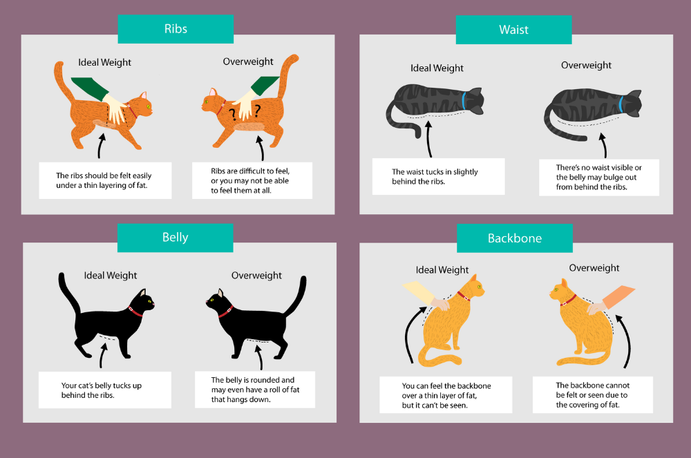 obesidade nos gatos